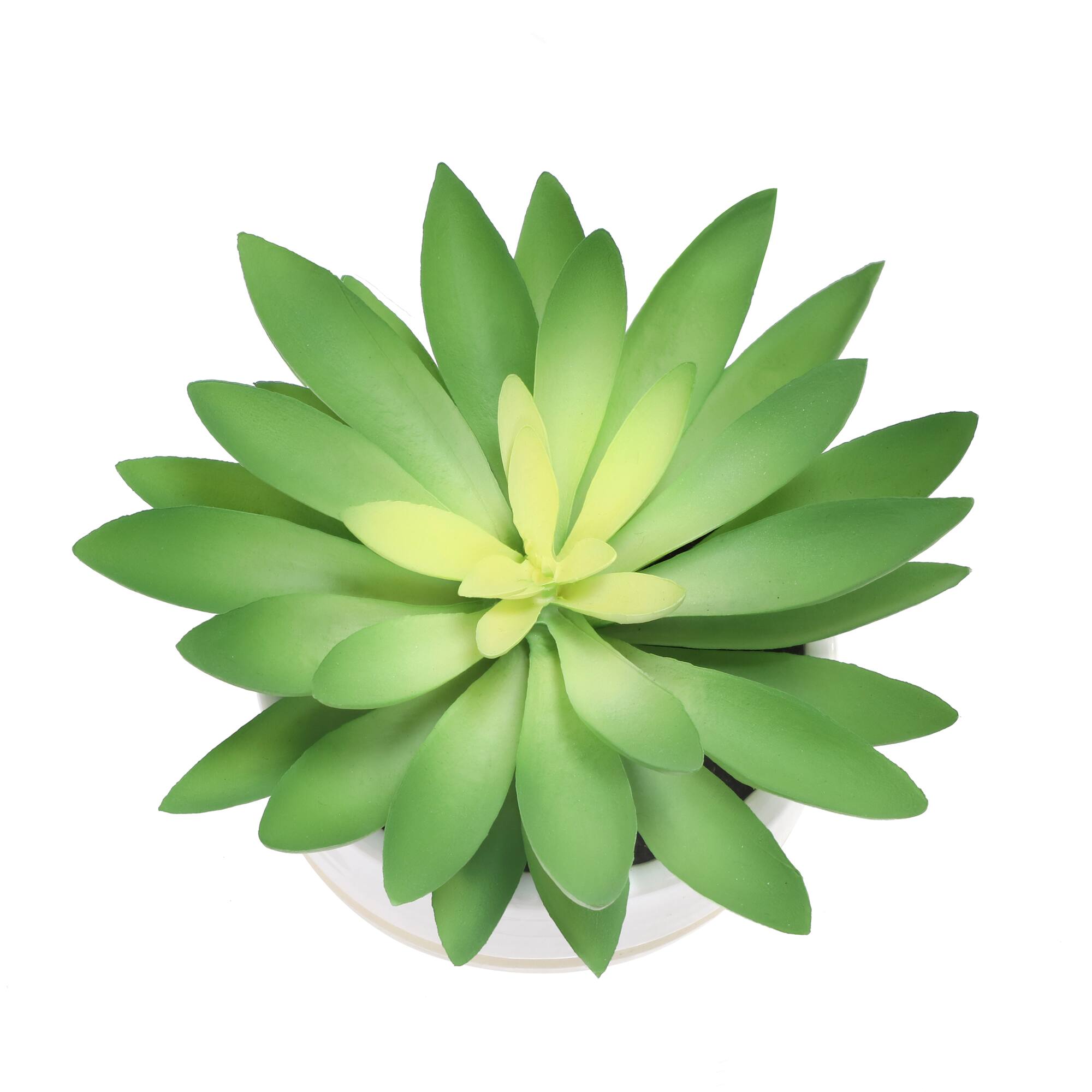 6.25" Succulent in White Ceramic Pot by Ashland®